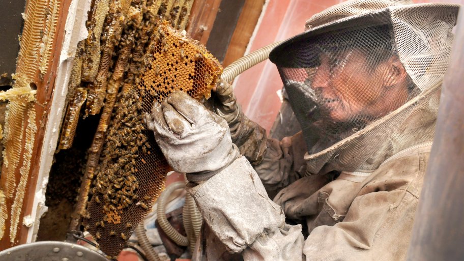 How Much Does Bee Removal and Relocation Cost? Angie's List